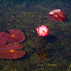 Waterlilies at the Inle Lake