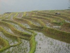 Rice terraces in north Viet Nam 3
