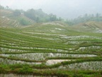 Rice terraces in north Viet Nam 4